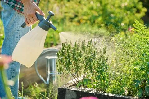 Spraying bio preparation on young vegetable and herb plants in raised bed Stock Photos