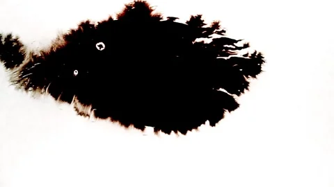 Spraying black paint on a white background Stock Footage 303171794