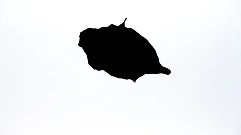 Spraying black paint on a white background Stock Footage 303171975