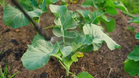Spraying a broccoli sprout from a sprayer, close up Stock Footage 311797637
