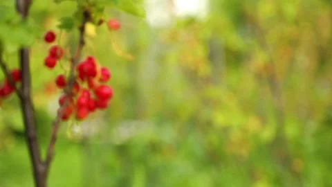 Spraying on bush with red currents berries during harvest in the garden, Stock Footage 223113420