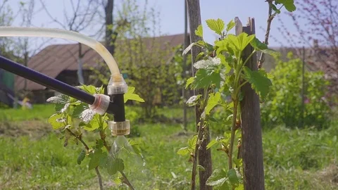 Spraying bushes for pollination Stock Footage 89565049