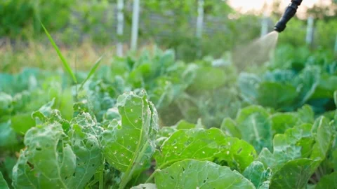 Spraying cabbage from caterpillars and whiteflies with a sprayer, close-up Stock Footage 314632190