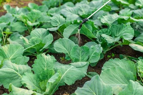 Spraying cabbage in the garden. Selective focus. Stock Photos