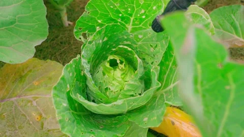 Spraying cabbage head damaged by pests with sprayer nozzle top view Stock Footage 341746720