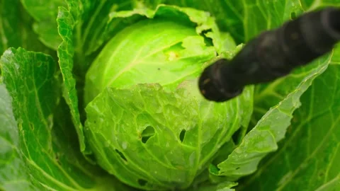 Spraying cabbage head with sprayer against pests and diseases close-up Vidéo 339761050