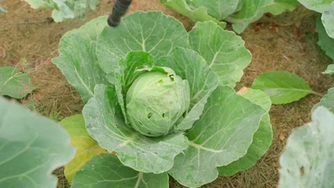 Spraying cabbage head with sprayer nozzle in garden top view close-up Stock-Footage 341406431