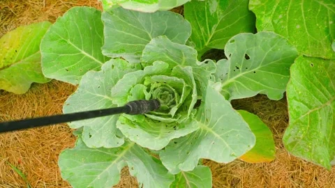 Spraying cabbage plants damaged by pests in vegetable garden close-up Video stock 342940794