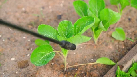 Spraying a cabbage sprout from a sprayer, close up Stock Footage 311460389