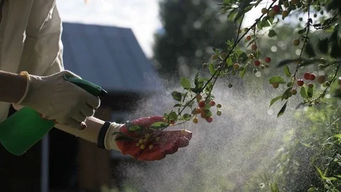 Spraying with Chemicals the Cherry Tree Stock Footage 79142832