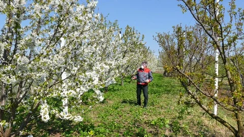 Spraying cherry orchard Stock Footage 84973603