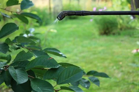 Spraying cherry tree with garden hand sprayer. Closeup. Stock Photos