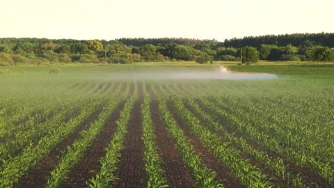 Spraying the corn field. Application of plant protection products Stock Footage 145935356