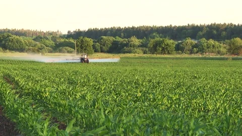 Spraying the corn field. Application of plant protection products Stock Footage 145935357