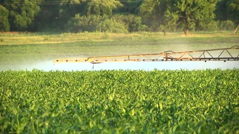 Spraying the corn field. Application of plant protection products Stock Footage 145935358