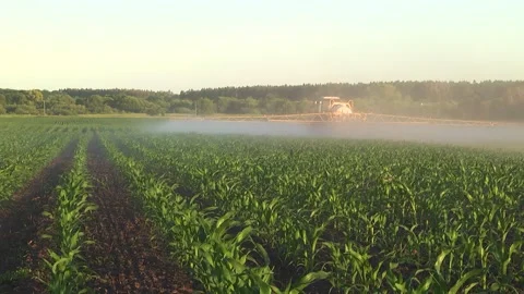 Spraying the corn field. Application of plant protection products Stock Footage 145935360