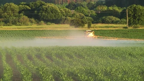 Spraying the corn field. Application of plant protection products Stock Footage 145935361