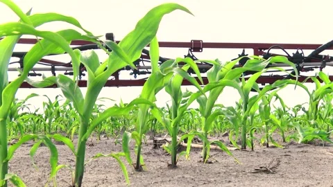 Spraying the corn field. Application of plant protection products Stock Footage 145935368