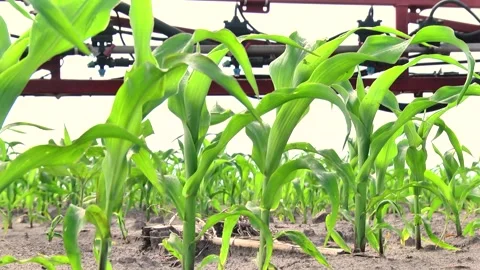 Spraying the corn field. Application of plant protection products Stock Footage 145935371