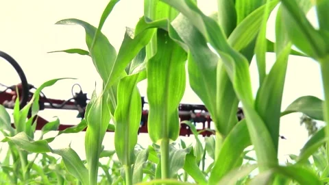 Spraying the corn field. Application of plant protection products Stock-Footage 145935376
