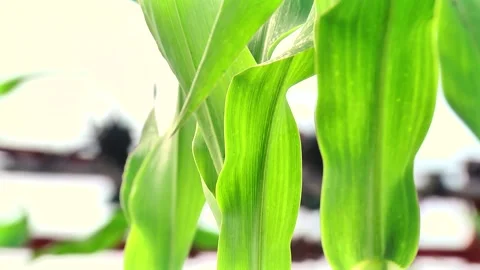 Spraying the corn field. Application of plant protection products Stock Footage 145935386