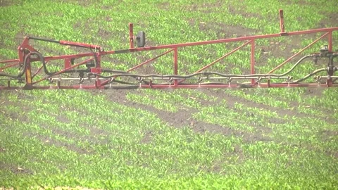 Spraying the corn field. Application of plant protection products Stock Footage 145935429