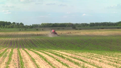 Spraying the corn field. Application of plant protection products Stock Footage 145935447