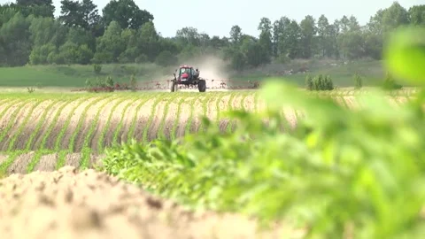 Spraying the corn field. Application of plant protection products Stock Footage 145935461
