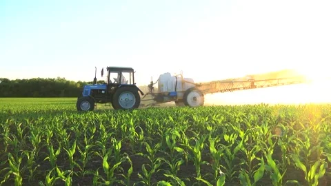 Spraying the corn field. Application of plant protection products Stock Footage 145935462