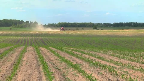 Spraying the corn field. Application of plant protection products Stock Footage 145935466