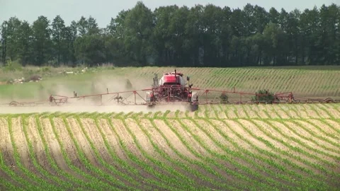 Spraying the corn field. Application of plant protection products Stock Footage 145935468