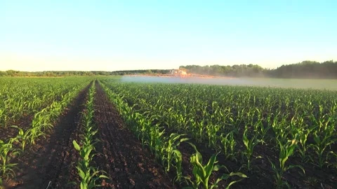 Spraying the corn field. Application of plant protection products Stock Footage 145935471