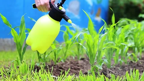 Spraying corn plants with herbicide in the summer at the dacha. Protection from Stock Footage 289524645