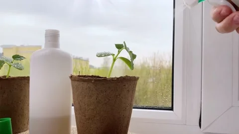 Spraying cucumber or squash seedlings on windowsill. Stock Footage 193590856