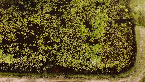 Spraying Drone Maneuvering Over Lily-Covered Lake from Above 스톡 동영상 334019467