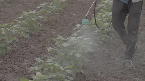 Spraying a fertilizer Stock Footage 302893054
