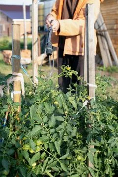 Spraying fertilizers and trace elements with portable sprayer on tomato plant Stock Photos