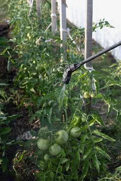 Spraying fertilizers and trace elements with portable sprayer on tomato plant Stock Photos