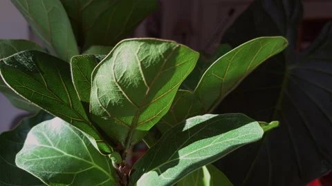 Spraying fiddle leaf fig leaves during indoor plant care. 库存影片 339002333