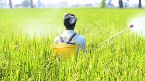 Spraying in fields green farmer motor pesticieds in 4k Stock Footage 97494597