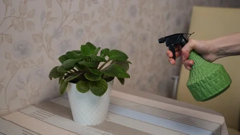 Spraying a flower at home Video stock 301055610