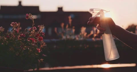 Spraying Flowers at the Balcony during Sunset, Close Up. Slow Motion 4K DCi. Stock Footage 62934114