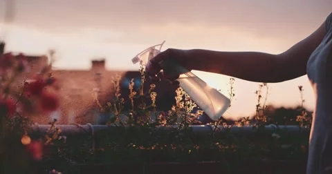 Spraying Flowers at the Balcony during Sunset, Close Up. Slow Motion 4K DCi. 動画素材 62934136