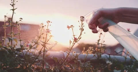 Spraying Flowers at the Balcony during Sunset, Close Up. Slow Motion 4K DCi. Stock Footage 62934188