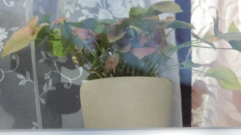 Spraying Flowers On Window Stock Footage 110914594