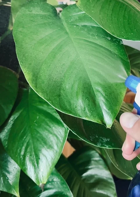 Spraying fresh water for the green leafs Stock Footage 335797936