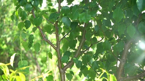 Spraying fruit tree slow motion. Stock Footage 129585524