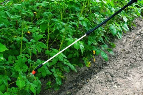 Spraying the garden Stock Photos