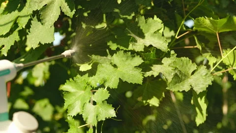 Spraying grape leaves, pest control. Beautiful drops on the leaves shimmer in Stock Footage 280572553