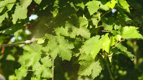 Spraying grape leaves, pest control. Beautiful drops on the leaves shimmer in Stock Footage 280575715